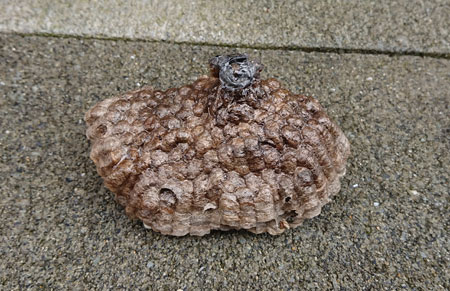 裏側から見たアシナガバチの巣