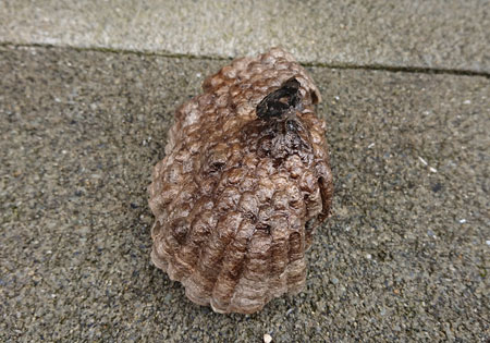 横側から見たアシナガバチの巣
